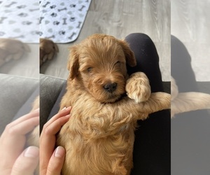 Goldendoodle (Miniature) Puppy for sale in RIVERSIDE, CA, USA