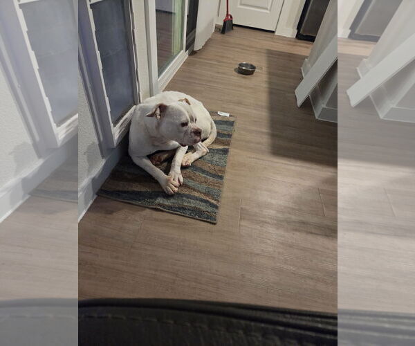 Medium Photo #6 American Bulldog-Unknown Mix Puppy For Sale in Dallas, TX, USA
