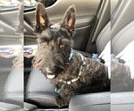 Small Photo #7 Scottish Terrier Puppy For Sale in WHITEWOOD, SD, USA