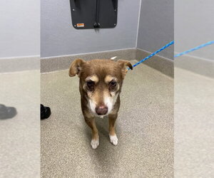 Chihuahua-Unknown Mix Dogs for adoption in Las Vegas, NV, USA