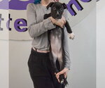Small #2 American Staffordshire Terrier-Boxer Mix