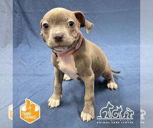 American Pit Bull Terrier-Unknown Mix Dogs for adoption in Irvine, CA, USA