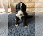 Puppy Blue Aussiedoodle-Bernedoodle Mix