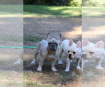 Small Photo #47 French Bulldog Puppy For Sale in TACOMA, WA, USA