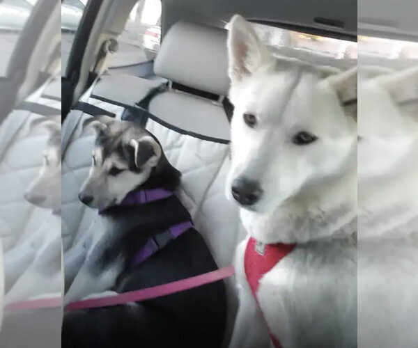 Medium Photo #8 Siberian Husky-Unknown Mix Puppy For Sale in Cedar Crest, NM, USA