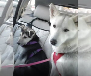 Holly - Female Siberian Husky-Unknown Mix Dog for Adoption - Photo #8