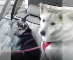 Small #7 Siberian Husky Mix