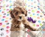 Small #8 Cock-A-Poo-Poodle (Miniature) Mix