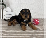 Small #1 Dachshund