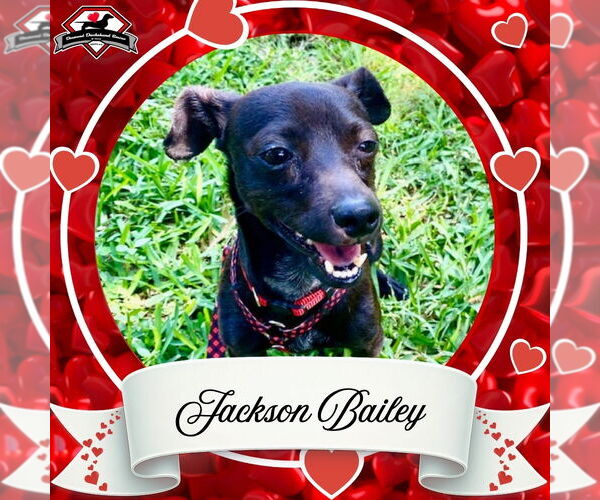 Medium Photo #3 Chiweenie Puppy For Sale in San Antonio, TX, USA