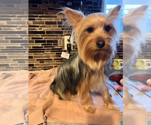 Father of the Yorkshire Terrier puppies born on 07/18/2026