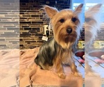 Small Photo #1 Yorkshire Terrier Puppy For Sale in BENNETT, CO, USA