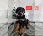 Small #1 Rottweiler