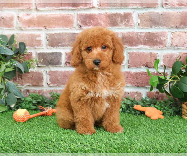 Medium Photo #10 Goldendoodle mix (+ Poodle Miniature) Puppy For Sale in SYRACUSE, IN, USA