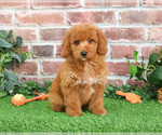 Small #9 Goldendoodle mix (+ Poodle Miniature)