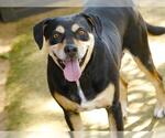 Small Black and Tan Coonhound-Rottweiler Mix