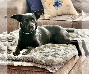 Chihuahua-Unknown Mix Dogs for adoption in Alexandria, KY, USA