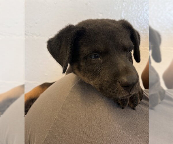 Medium Photo #1 German Shepherd Dog-Unknown Mix Puppy For Sale in Corona, CA, USA