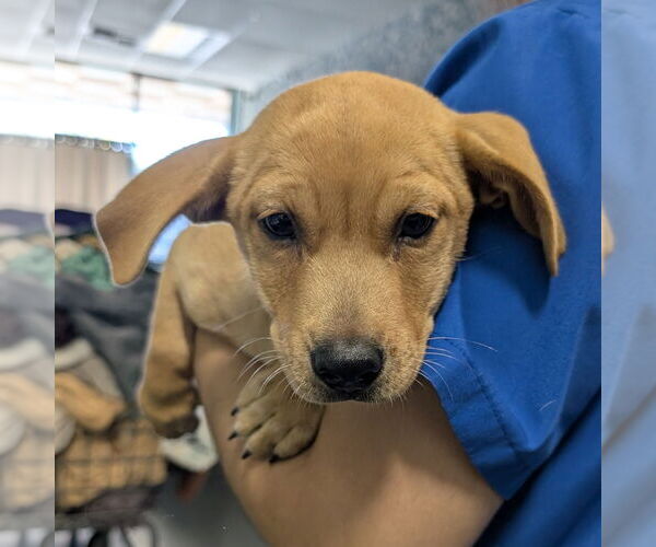 Medium Photo #1 Dachshund-Unknown Mix Puppy For Sale in Chico, CA, USA