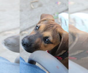Boxer Dogs for adoption in Clinton , MI, USA
