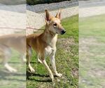 Small #30 Collie-German Shepherd Dog Mix
