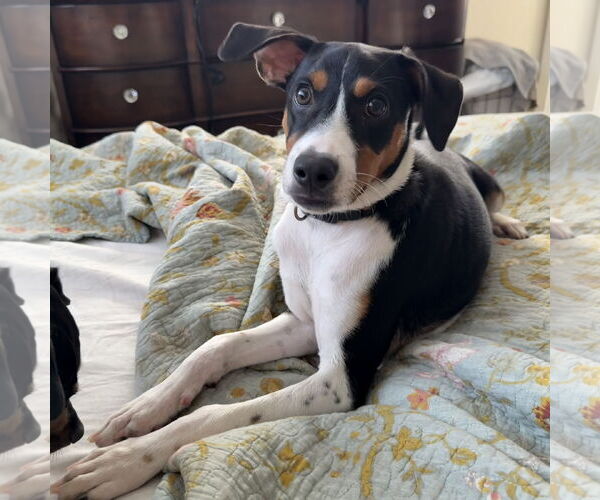 Medium Photo #1 Mutt Puppy For Sale in Royal Palm Beach, FL, USA