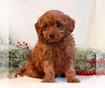 Small Photo #4 Goldendoodle (Miniature) Puppy For Sale in LITITZ, PA, USA