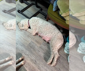 Mother of the Goldendoodle puppies born on 07/23/2026