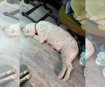 Small Photo #1 Goldendoodle Puppy For Sale in PORT LEYDEN, NY, USA
