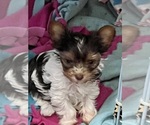 Small #5 Yorkshire Terrier