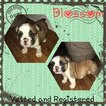 Small Photo #6 Bulldog Puppy For Sale in PLANO, TX, USA