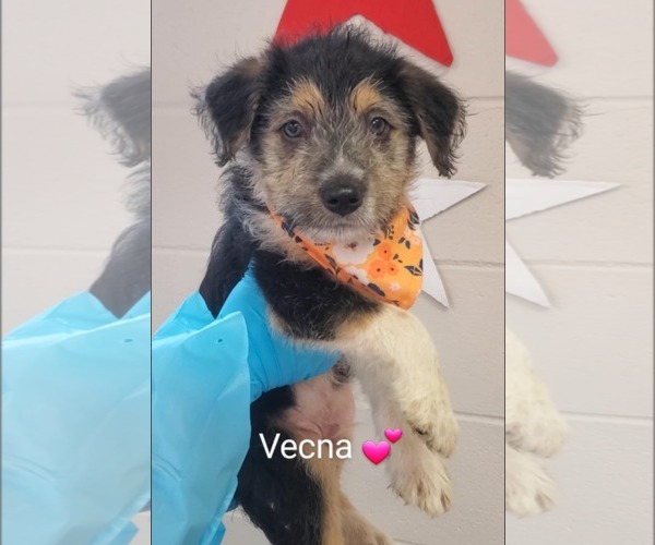 Medium Photo #3 Mutt Puppy For Sale in SHERBURNE, NY, USA
