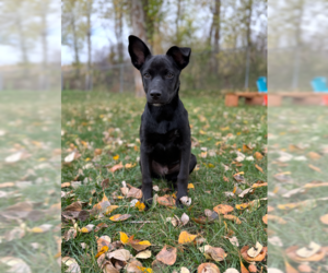 Australian Kelpie-Unknown Mix Dogs for adoption in MIDWAY, UT, USA