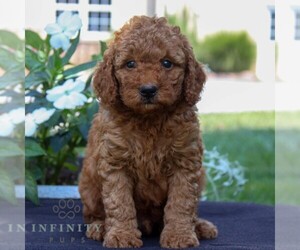 Goldendoodle (Miniature) Puppy for sale in EAST EARL, PA, USA