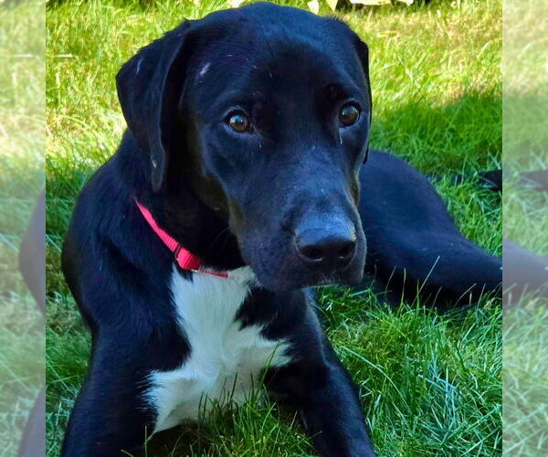 Medium Photo #8 Labrador Retriever-Unknown Mix Puppy For Sale in Canton, CT, USA