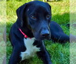 Small #7 Labrador Retriever Mix