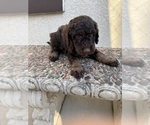 Small #1 Bernedoodle