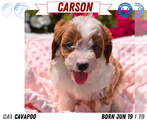 Medium Photo #15 Cavapoo Puppy For Sale in GOSHEN, IN, USA