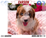 Small #14 Cavapoo