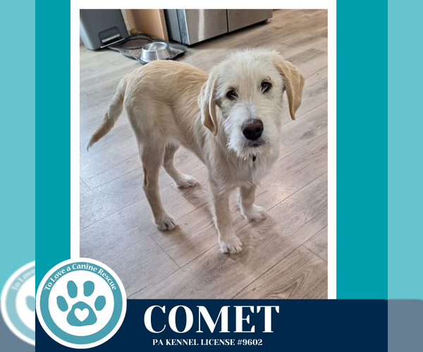 Medium Photo #3 Labrenees Puppy For Sale in Kimberton, PA, USA