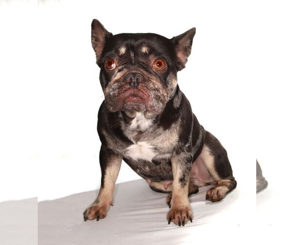 Medium Photo #3 French Bulldog-Unknown Mix Puppy For Sale in Oakland Park, FL, USA