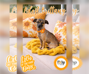 Chihuahua Dog for Adoption in Menifee, California USA