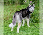 Small #3 Siberian Husky