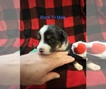Puppy Puppy 1 B Tri Miniature Australian Shepherd