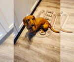 Small #6 Dachshund