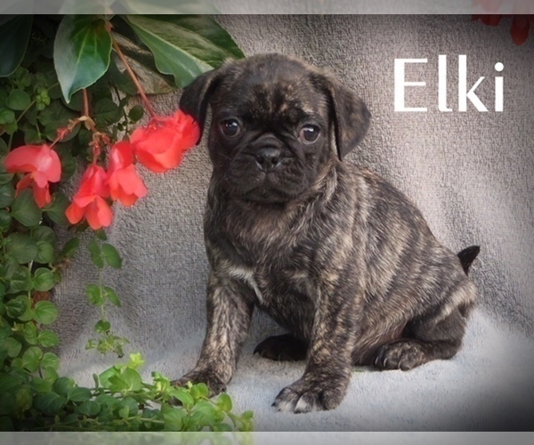 Medium Photo #1 Puggle Puppy For Sale in ELVERSON, PA, USA