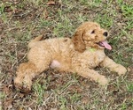 Small #2 Goldendoodle