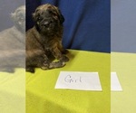 Small Photo #1 Saint Berdoodle Puppy For Sale in WASHINGTON, IA, USA