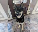Small #1 Siberian Husky Mix