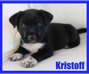 Kristoff - Male Labrador Retriever-Unknown Mix Dog for Adoption - Photo #4